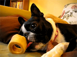 tumblr_majaqaWXA11ry0d5qo3_250.gif