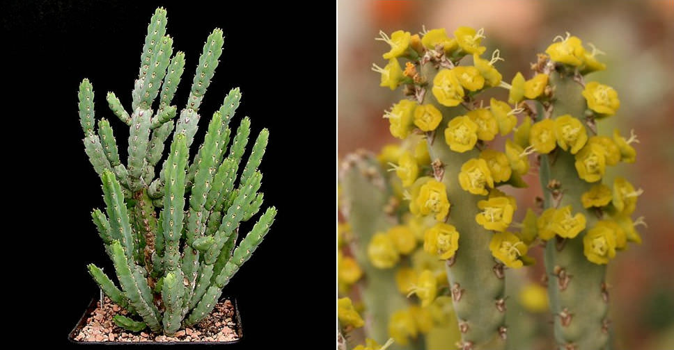 worldofsucculents.com