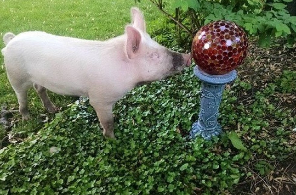 m-PIG-980x645.jpg
