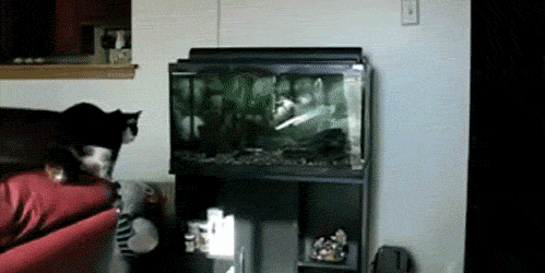 S9SoAA2.gif