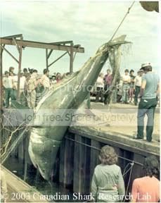 Wh_shark1.jpg