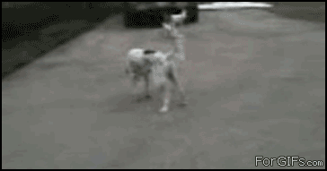 42.gif