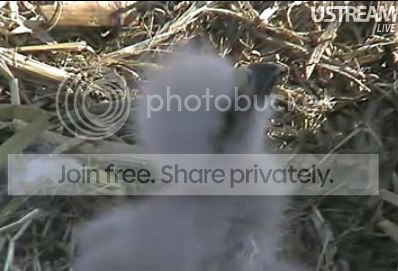 babyeagle2.jpg