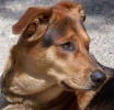 burnett_russell_dog.jpg