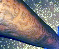 niholimbele_terasi_tattoos5.jpg