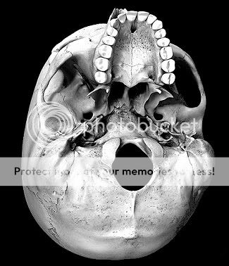 skullbottom.jpg