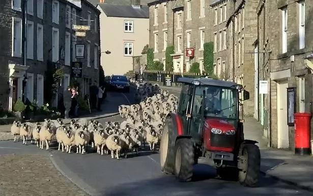 PROD-SWNS_SPRING_SHEEP_03.jpg