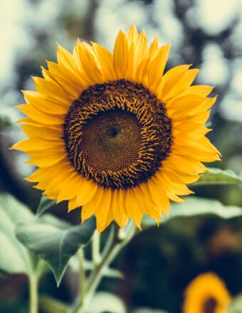 obituaries.startribune.com