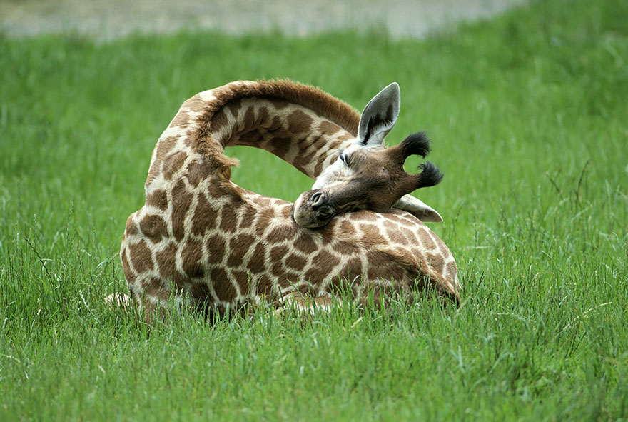 sleeping-giraffes-1__880.jpg