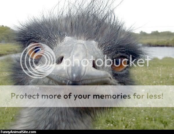 Emu_Closeup.jpg