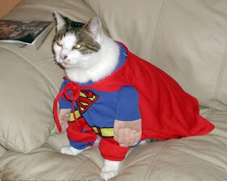 gato+louco+1.jpg