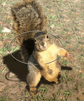 hula-hulasquirrel.gif