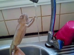 tumblr_mam3arXlMz1qz581wo3_250.gif