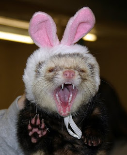 Angry%20Bunny.jpg