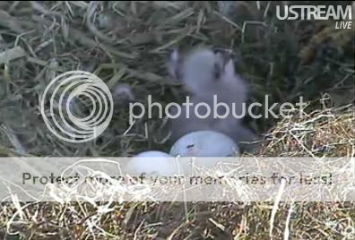 babyeagle.jpg