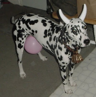cow-dog.jpg