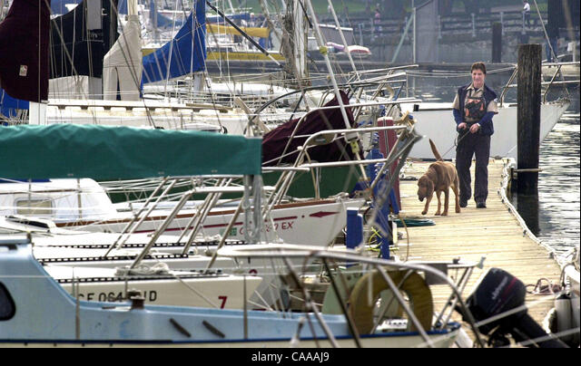 CARDA dog handler Peter Harrington and his bloodhound Bella search the Berkeley Marina Saturday for missing Modesto woman Laci Rocha Peterson. Harrington and Bella were part of a large multi-agency search that included a half-dozen boats with dogs, divers and a helicopter.  (Contra Costa Times/Karl 