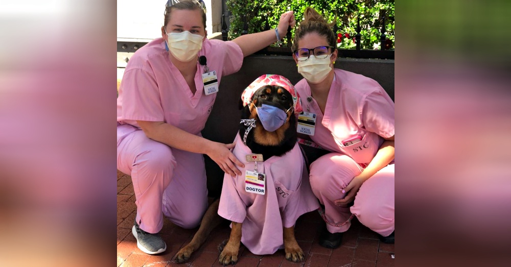 dogtor-loki-care-packages-3.jpg