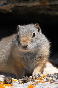 uinta-ground-squirrel-yellowstone-13060.jpg