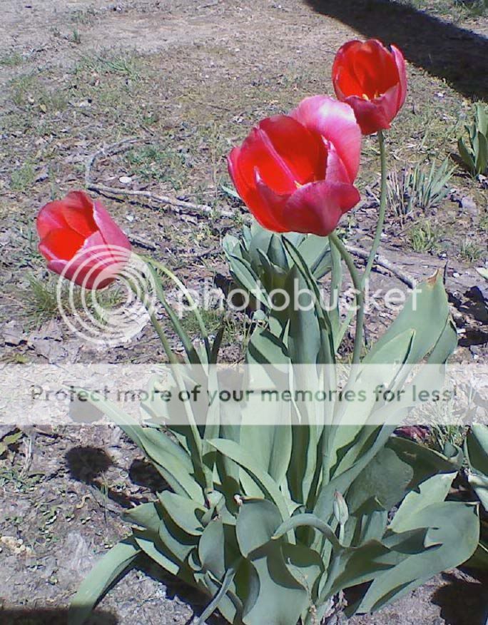 tulip.jpg