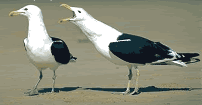 image002.gif