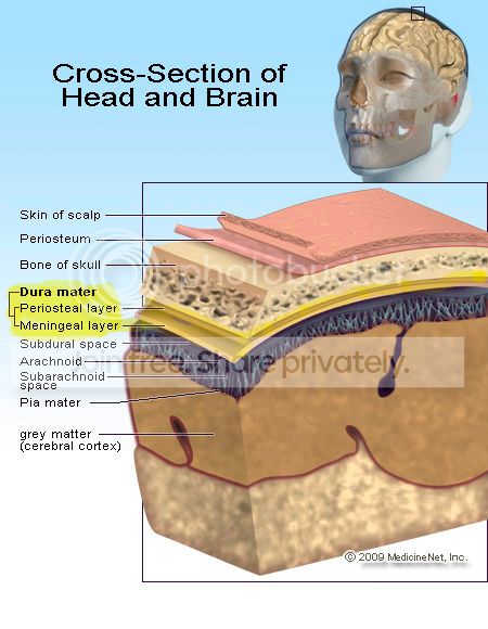 head_brain_cross_section_zpsf9566bba.jpg