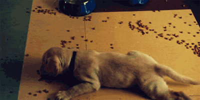 tumblr_lp506aGVhd1qez8zfo1_400.gif