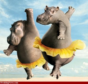 8-dancing-hippos-300x287.jpg