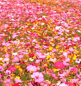 pink-flowers-in-field.jpg