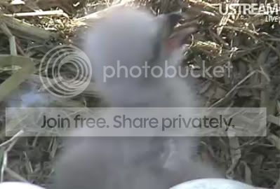 babyeagle4.jpg