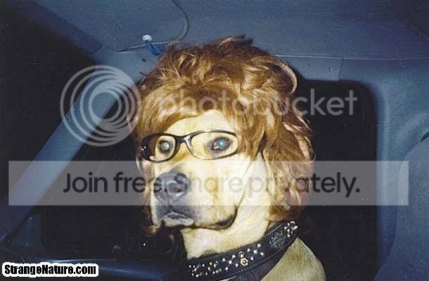 funny_animals_in_glasses_6.jpg