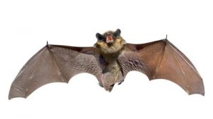 cantonwildliferemoval.com