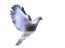 dove.bmp