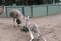 tumblr_m3n6ko3evF1qa9omho1_250.gif