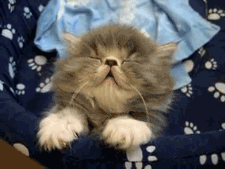 tumblr_ll2ikvTqaW1qh5iszo1_400.gif