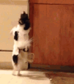 chihuahuadancing3_zpsd9c820ed.gif