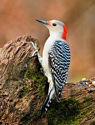 red_bellied_woodpecker_11.jpg
