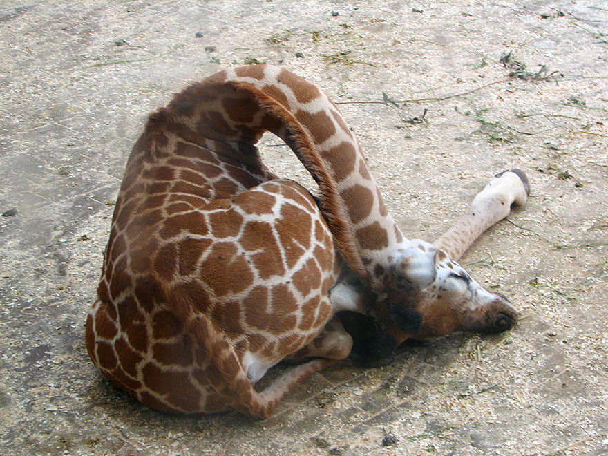 sleeping-giraffes-2__880.jpg