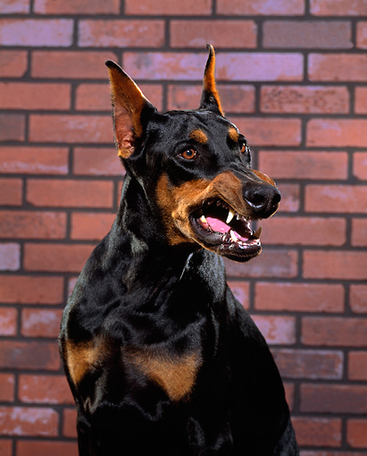 DOG_01_RK0228_01_P.JPG