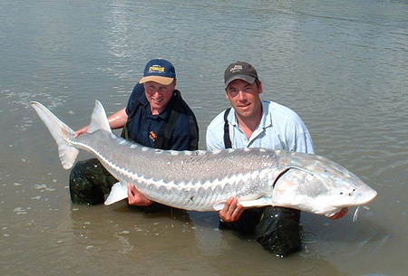 sturgeon54.jpg