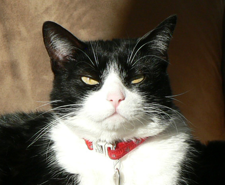 tuxedo-cat.jpg