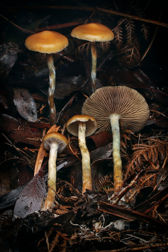 www.inaturalist.org