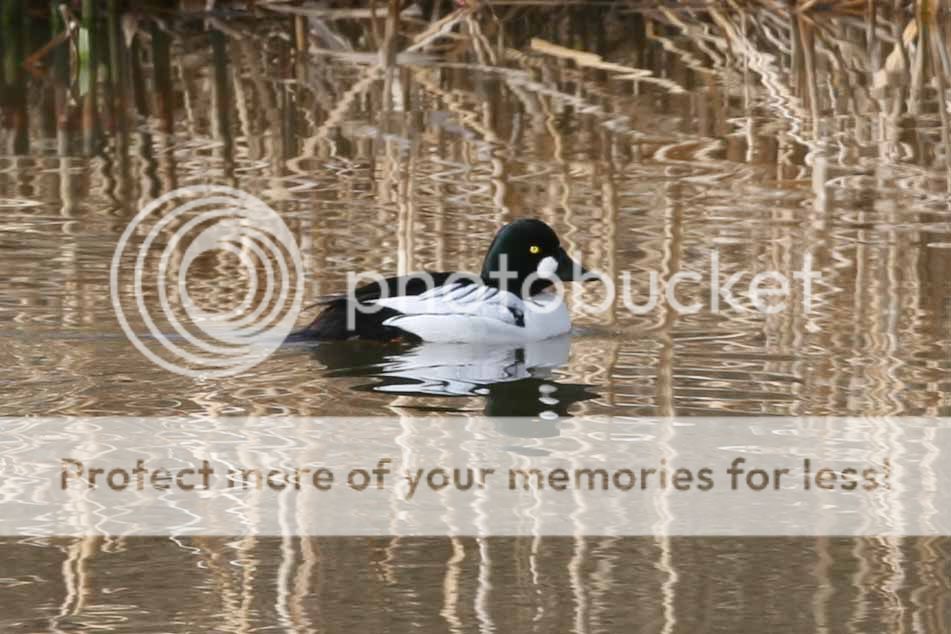 duck1.jpg
