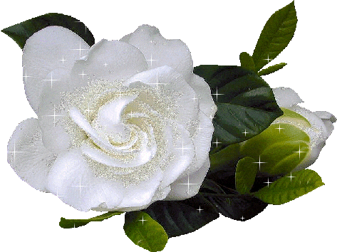 g77068.gif