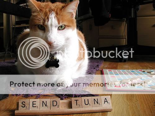 CatSCRABBLE.jpg