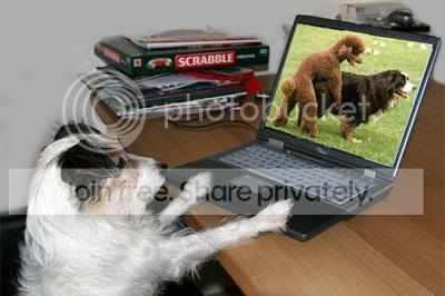 dog-porn.jpg
