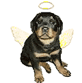 AngelRottweiler447623ck4lypshpm.gif