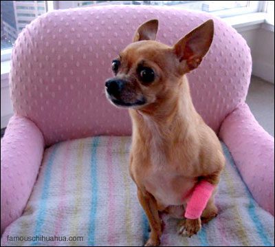 teaka-chihuahua-shivering.jpg