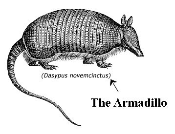 dillo1.jpg