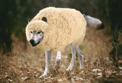 wolf-in-sheeps-clothing.jpg